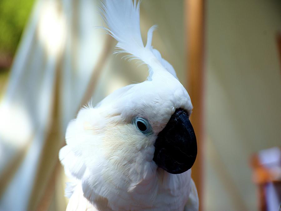 White Cockatoo Photograph by Christopher Mercer