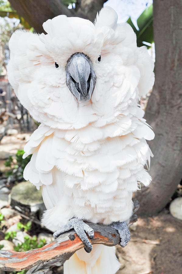 White Cockatoo Photograph by Kyle Hanson