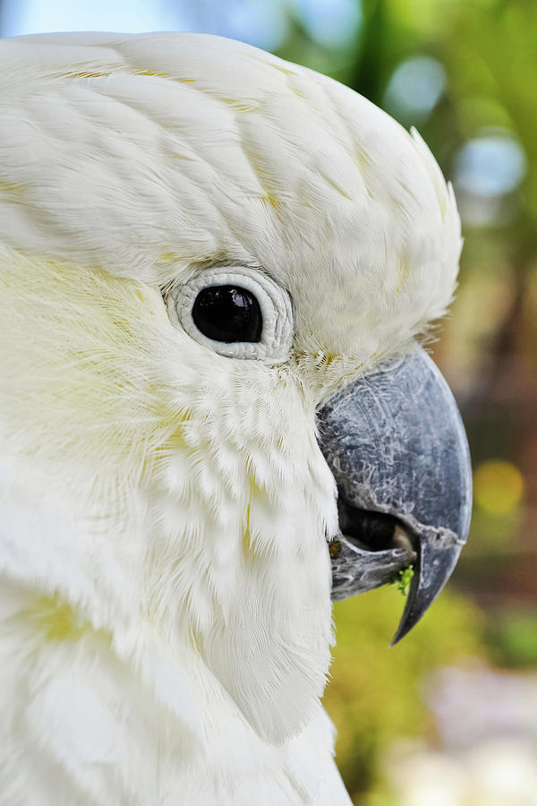 White Cockatoo Portrait Photograph by Kyle Hanson