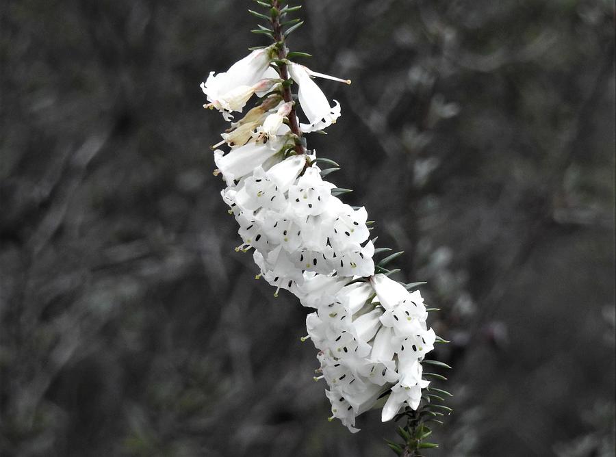 Australia Photograph - White common heath, Epacris impressa 1 by Athol KLIEVE