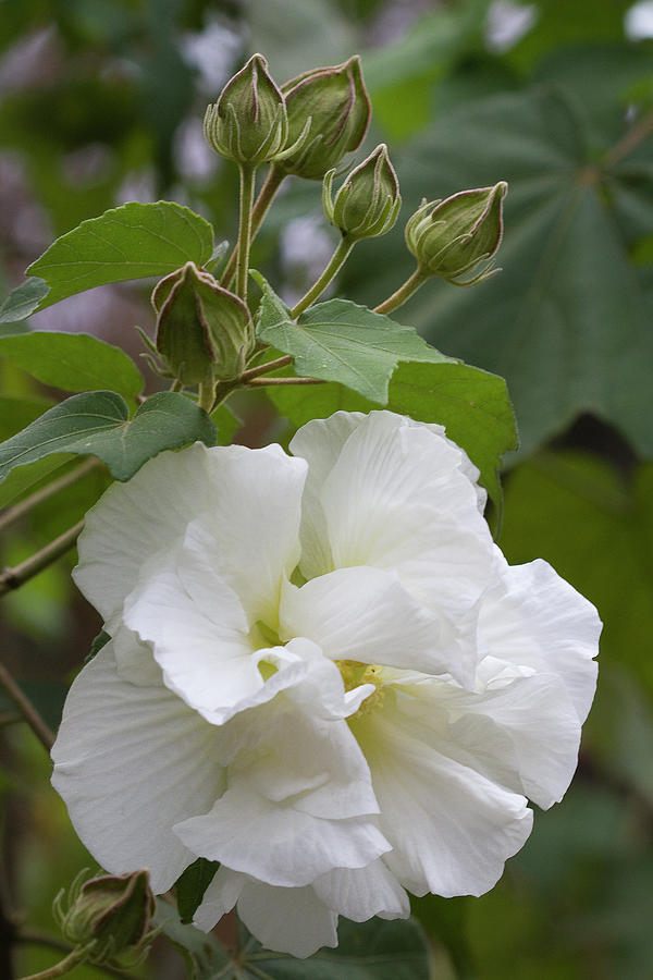 White Confederate Rose Bloom  Photograph by Kathy Clark