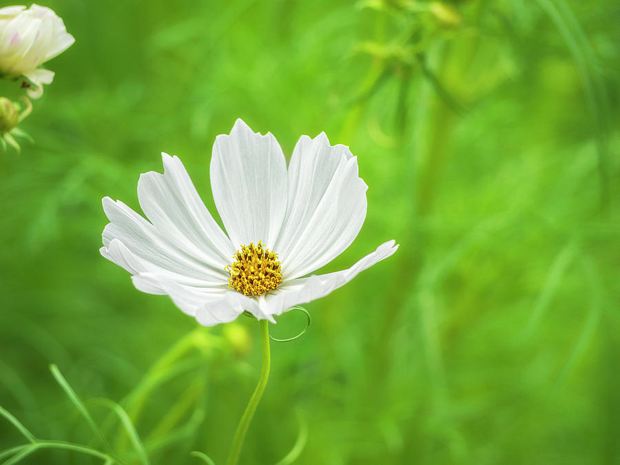 White Cosmos 1 Photograph by Marianne Campolongo