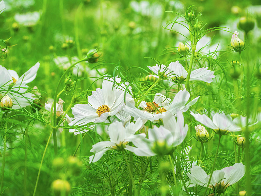  White Cosmos 2 Photograph by Marianne Campolongo