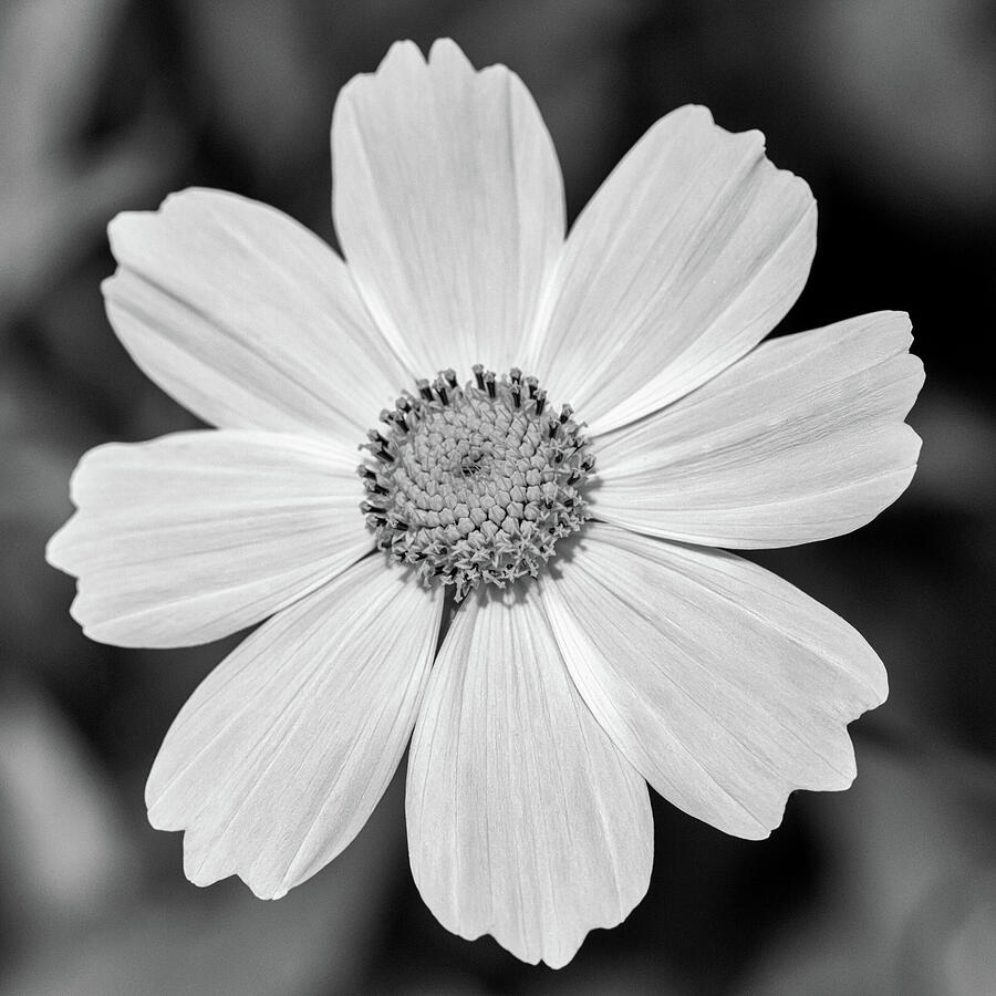 Cosmos Black and White Square Photograph by Tanya C Smith