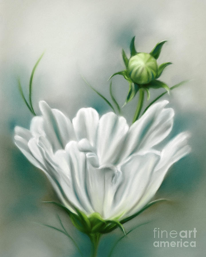 White Cosmos Flower and Bud Painting by MM Anderson