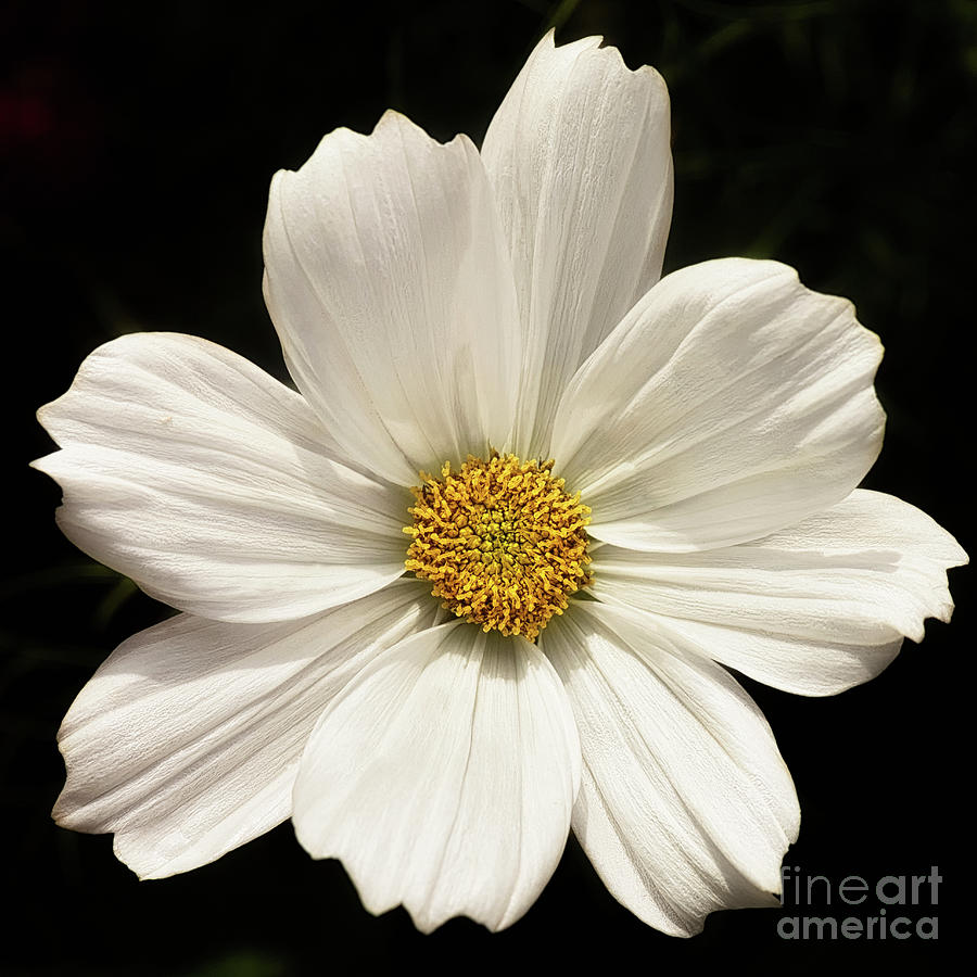 White Cosmos Flower Photograph by Ant Smith