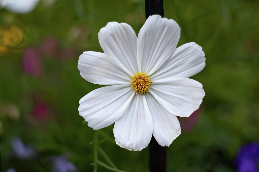 White Cosmos Flower Photograph
