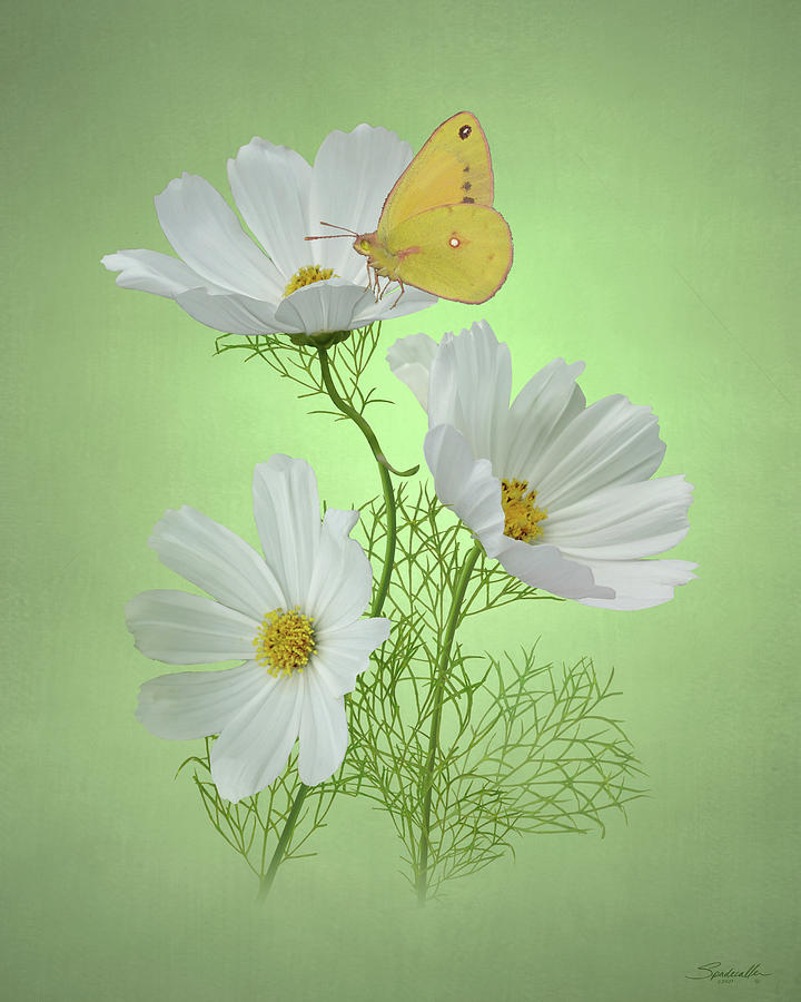 White Cosmos Flowers Digital Art by M Spadecaller