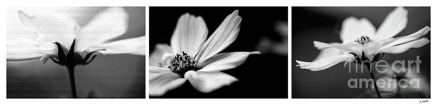 White Cosmos Triptych Photograph by Renata Natale - Fine Art America