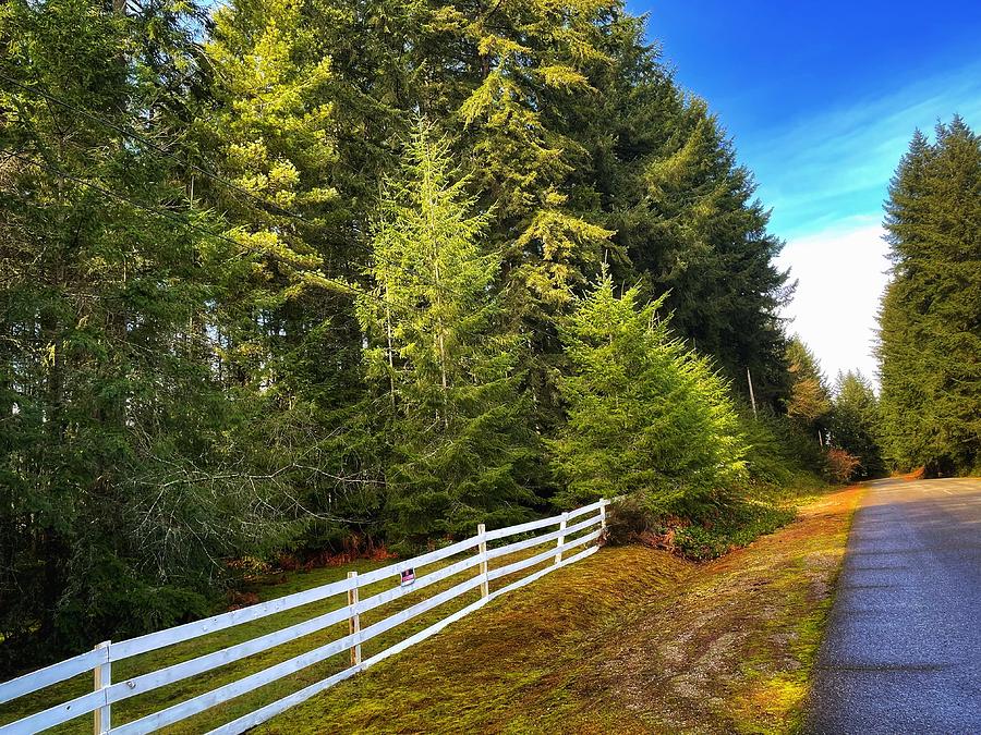 White Country Fence On Side Of The Road By Evergreens Photograph By   White Country Fence On Side Of The Road By Evergreens Allie Lily 