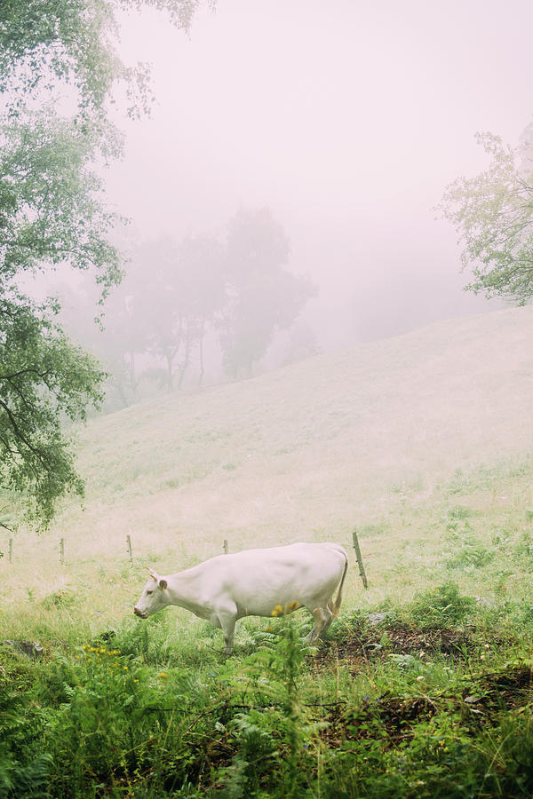 Seeing Black And White Cow In Dream Islam