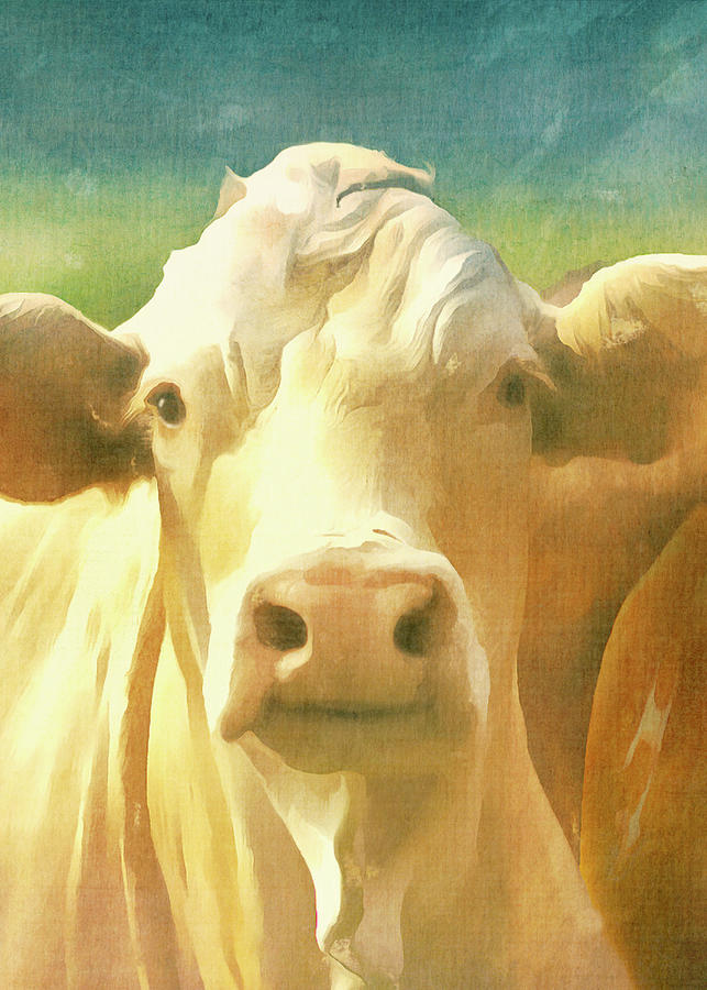 White Cow Portrait  Pose Mixed Media by Ann Powell