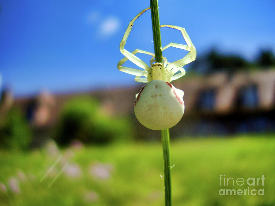 White Crab Spider Photograph by Stephen Farhall - Fine Art America