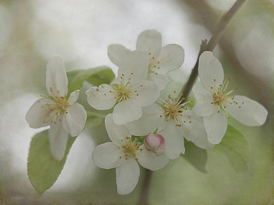 White Crabapple Blossoms Textured Photograph by Teresa Wilson