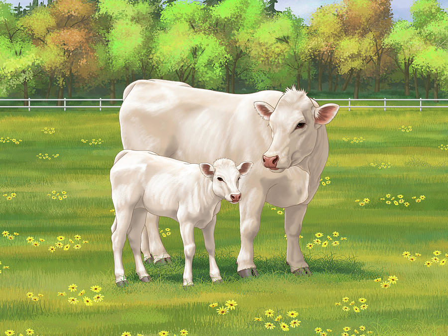 Cow Digital Art - White Cream Charolais Cow and Cute Calf in Summer Pasture by Crista Forest