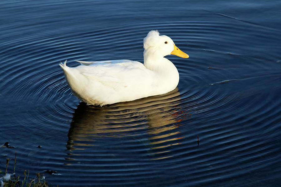 White Crested Duck Swimming Photograph by Sally Weigand