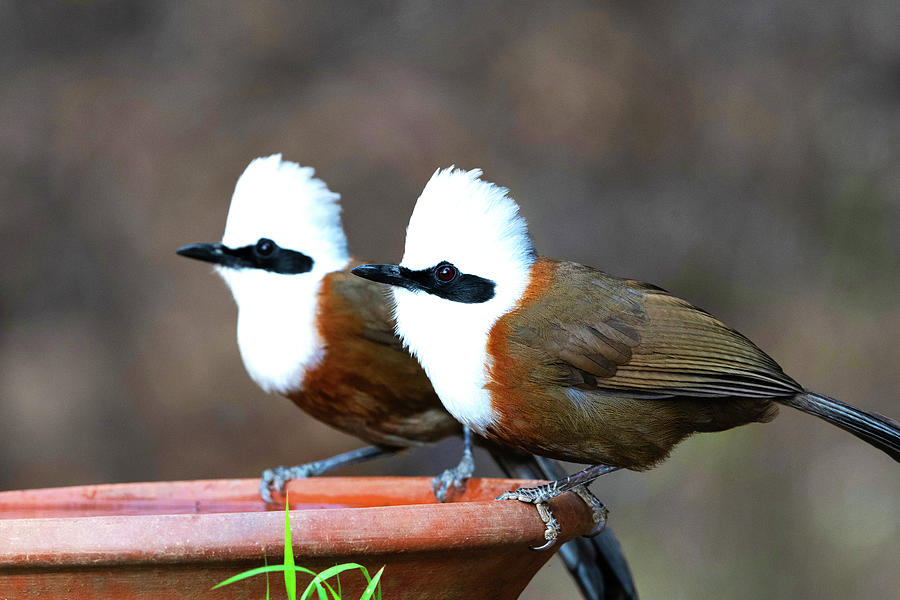 White-crested laughingthrush Photograph by Ankur Moitra - Fine Art America