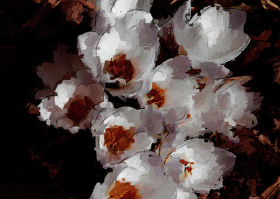 Abstract Photograph - White Crocus by David Beard Abstract Photograph - White Crocus by David Beard