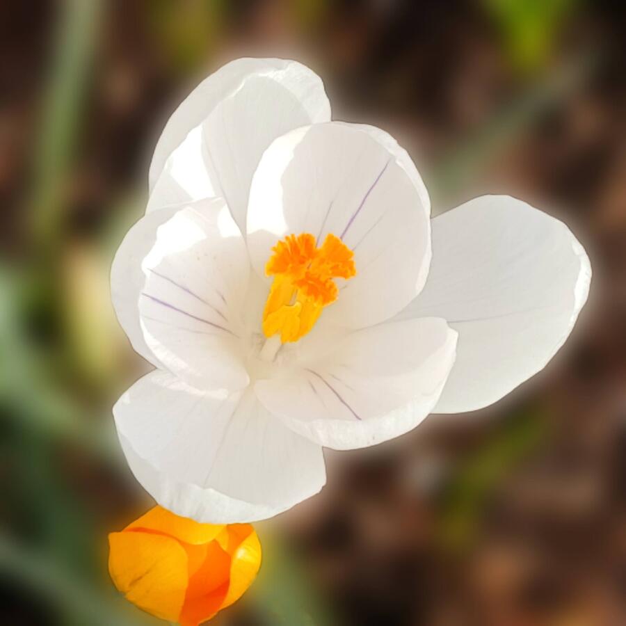 Spring Crocus Photograph - White crocus closeup by Laura Vanatka