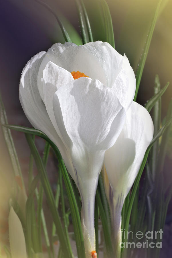 White crocuses Photograph by Camelia C - Fine Art America