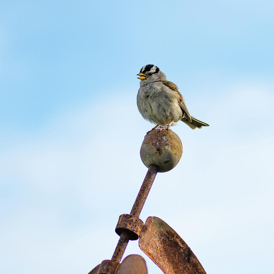 White Crown Sparrow Photograph by Bob VonDrachek