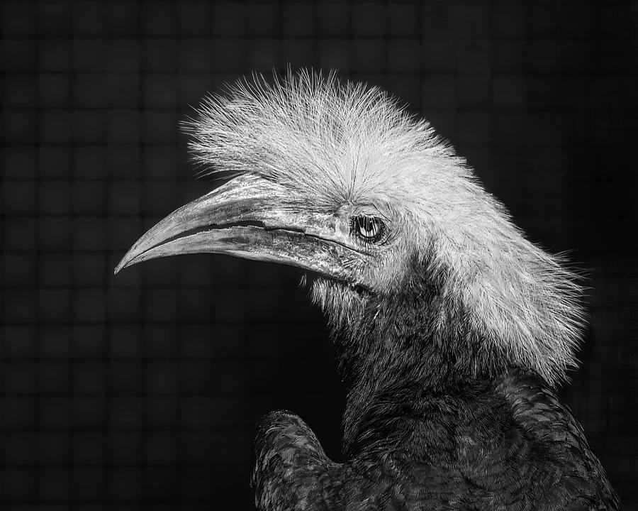 White Crowned Hornbill, Portrait In Black And White Photograph