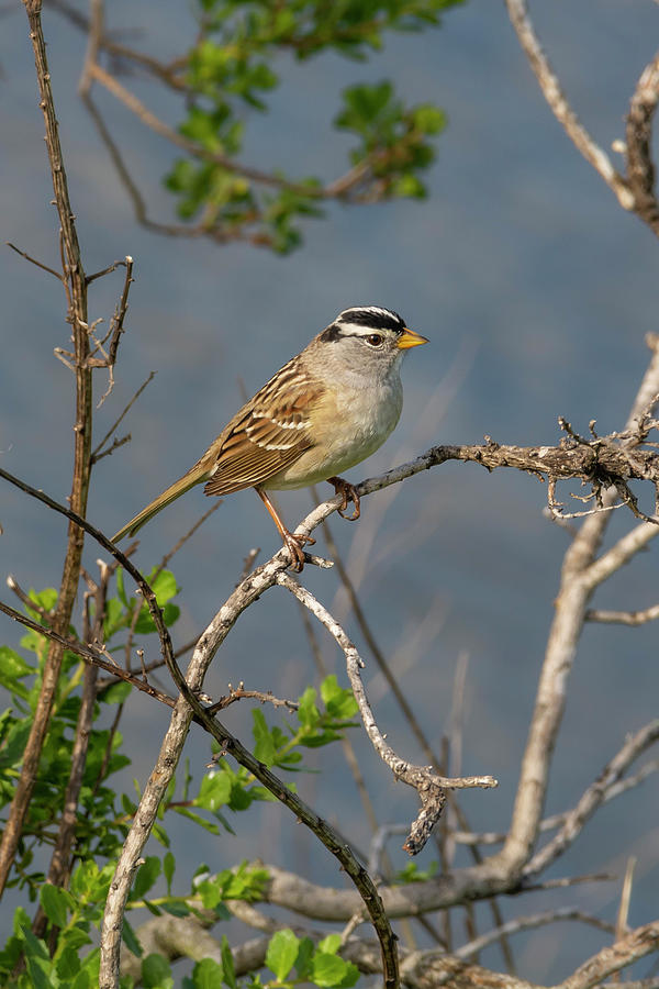 White Crowned Sparrow 03/31 Photograph