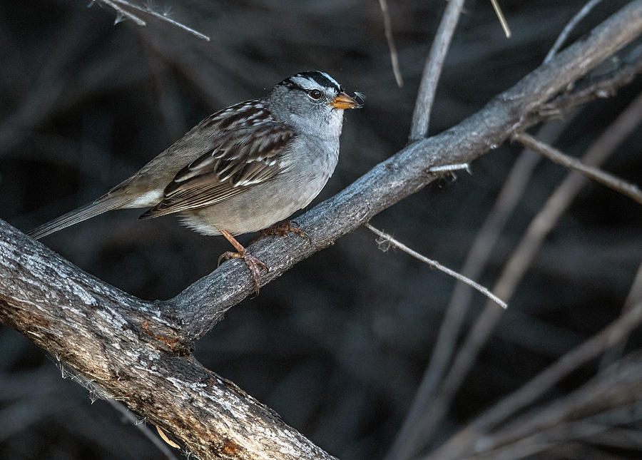 White-crowned Sparrow 1981-041321-2 Photograph by Tam Ryan
