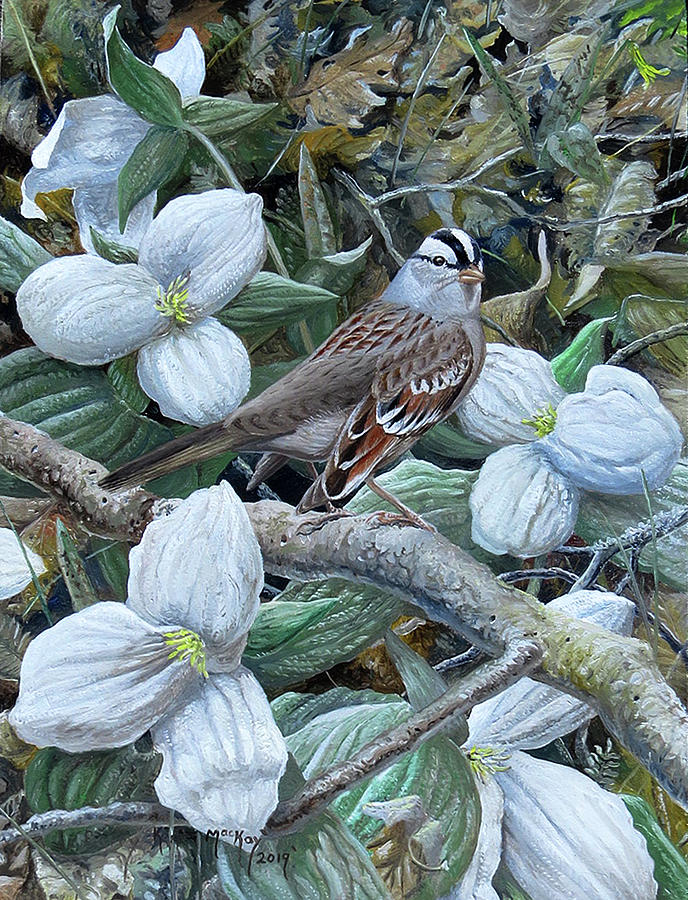 White-crowned Sparrow Painting by Barry Kent MacKay