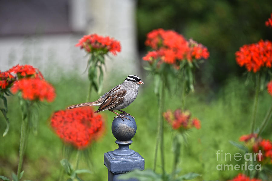 White Crowned Sparrow Photograph by Catherine Sherman