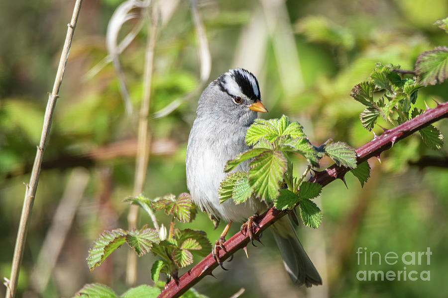 White Crowned Sparrow Photograph by Craig Leaper