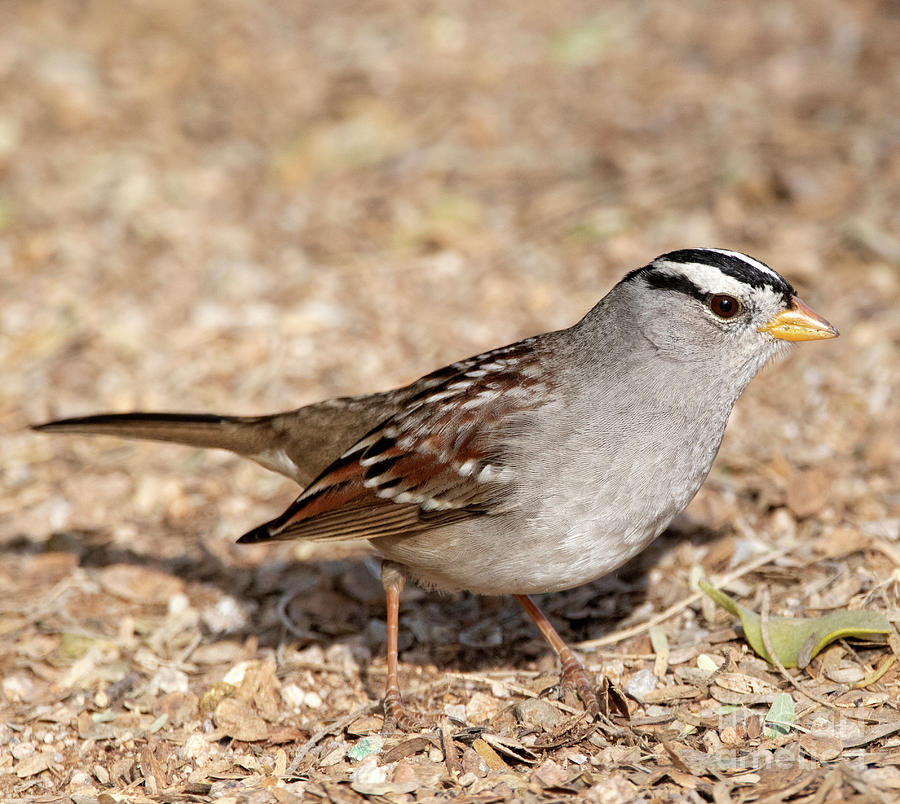 White Crowned Sparrow Photograph by Daniel VanWart