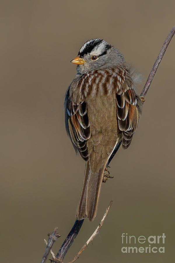 White-crowned Sparrow Head Turn Photograph by Nancy Gleason