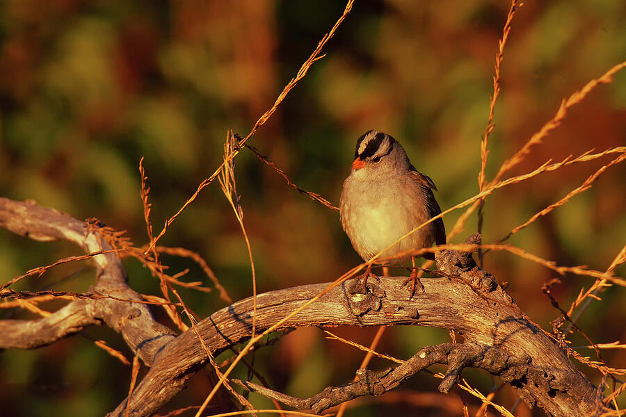 White-crowned Sparrow in Habitat Photograph by Ram Vasudev