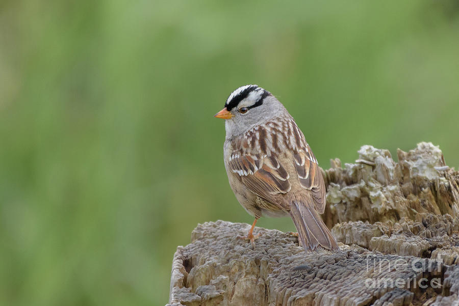White-crowned Sparrow in Spring Photograph by Nancy Gleason