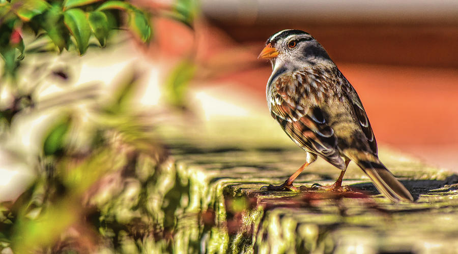 White Crowned Sparrow in the Shadows  Photograph by Linda Brody