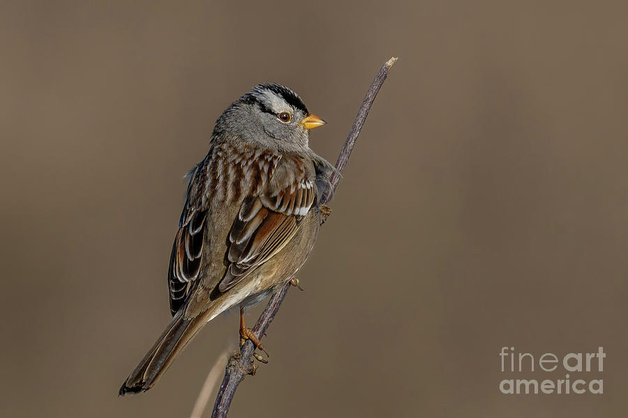 White-crowned Sparrow in Winter Photograph by Nancy Gleason