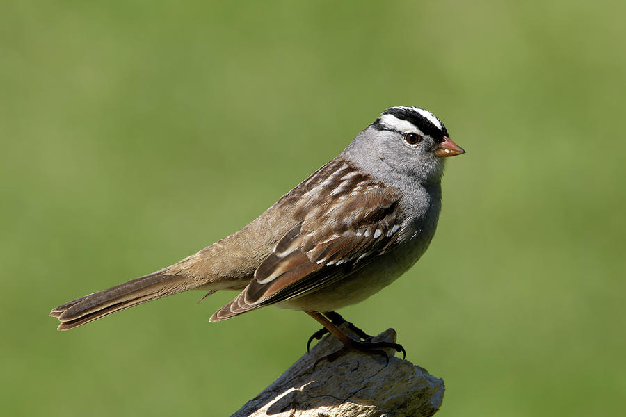 White-crowned Sparrow Photograph by Jan Luit - Fine Art America