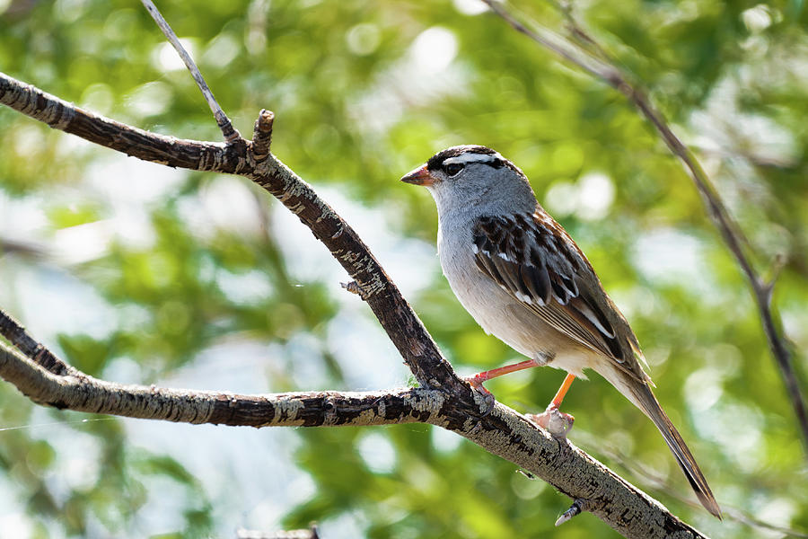 White-Crowned Sparrow  Photograph by Julieta Belmont