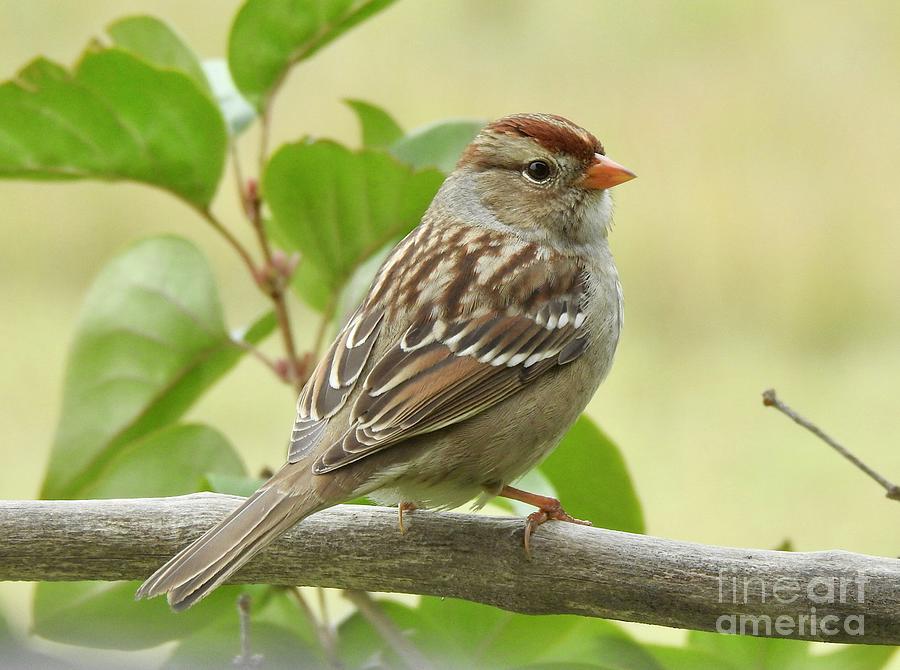 White Crowned Sparrow Photograph by Nicola Finch