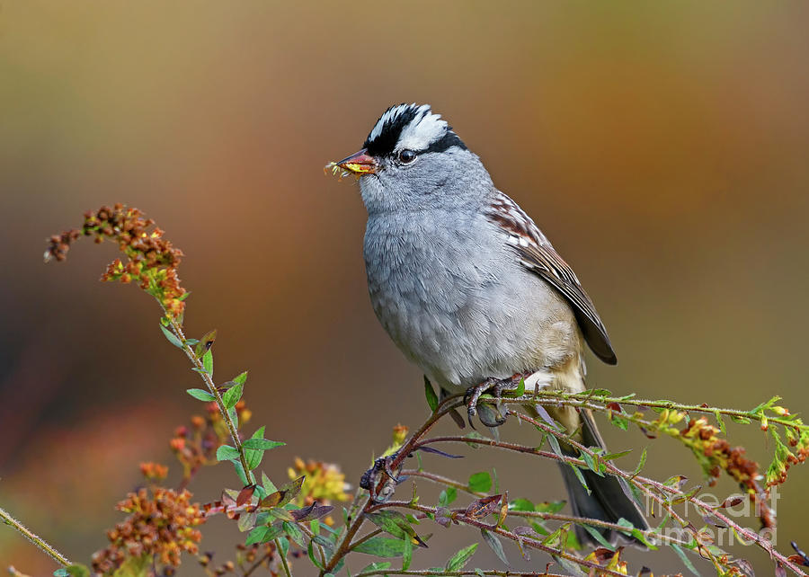 White-crowned Sparrow Photograph by Nina Stavlund