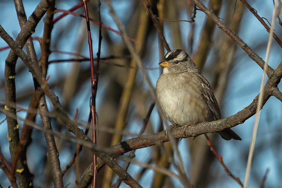 White-Crowned Sparrow, No. 2 Photograph by Belinda Greb