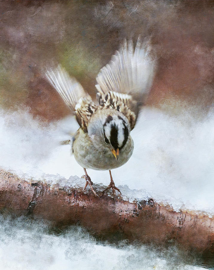 White Crowned Sparrow on Ice Photograph by Angie Vogel