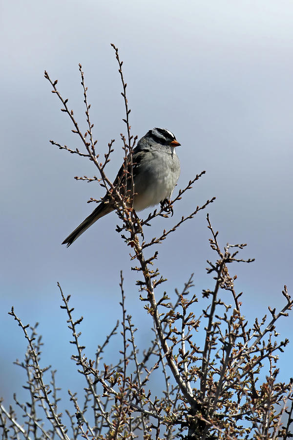 White Crowned Sparrow On Memorial Hill Photograph by Jennifer Robin