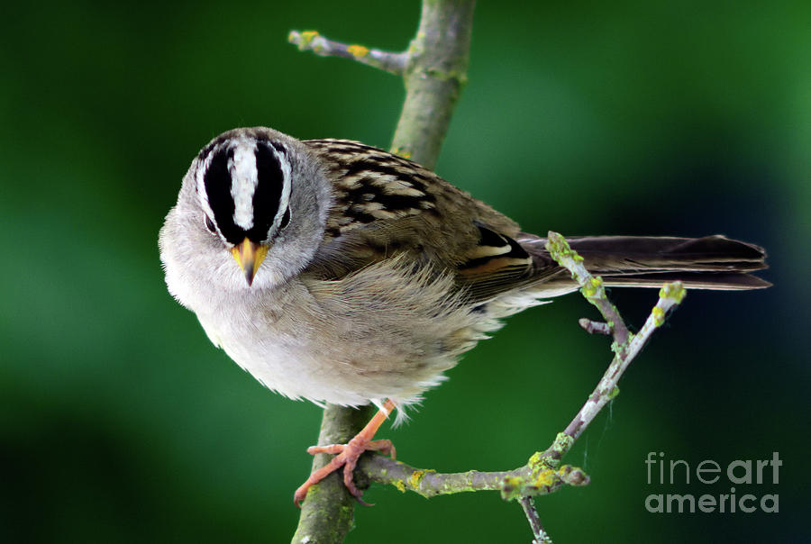 Bird Photograph - White Crowned Sparrow Perched Up In A Tree by Terry Elniski