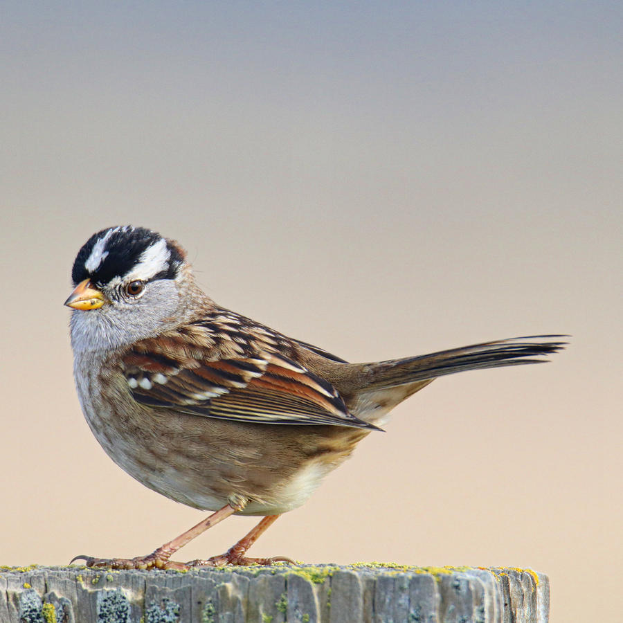 White Crowned Sparrow Photograph by Perry Hoffman