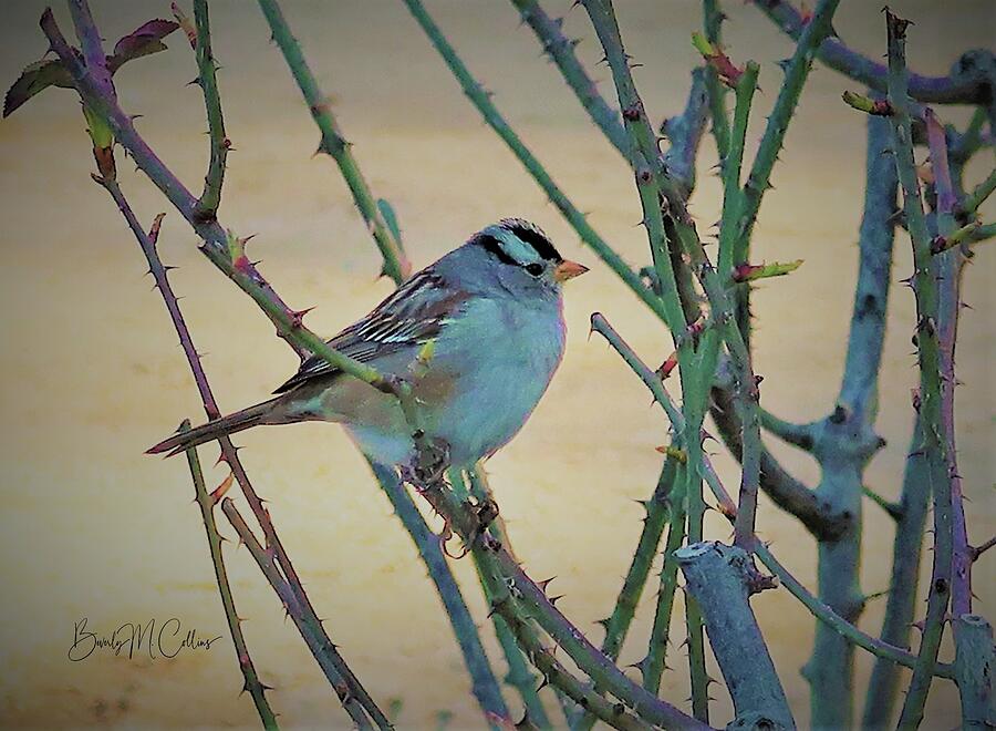 White Crowned Sparrow Profile Photograph by Beverly M Collins