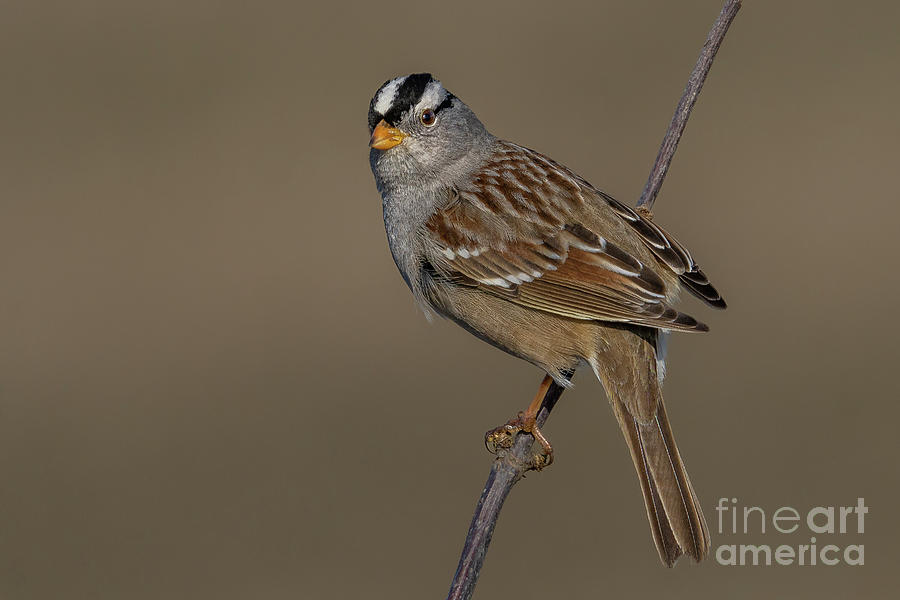 White-crowned Sparrow Ready for Take-off Photograph by Nancy Gleason