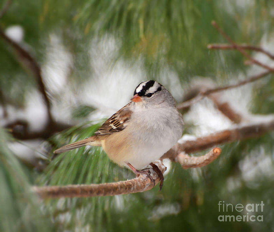 White-crowned Sparrow Snow Day Photograph by Kerri Farley