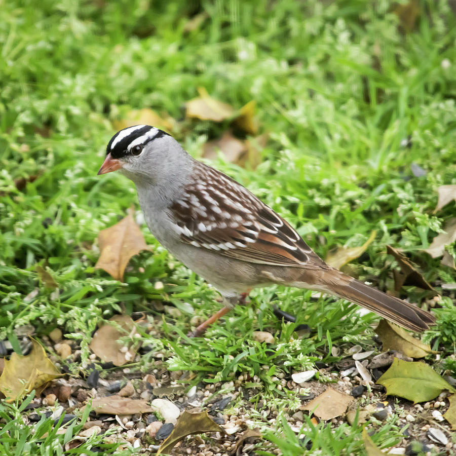 White Crowned Sparrow Square Photograph by Terry DeLuco